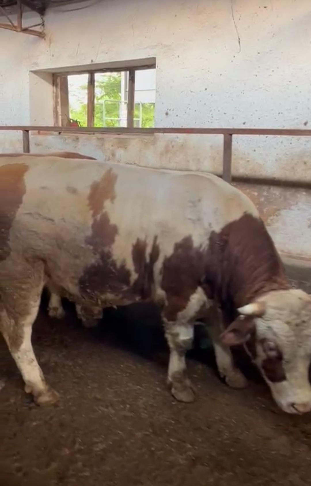 Dilara Besi Çiftliği